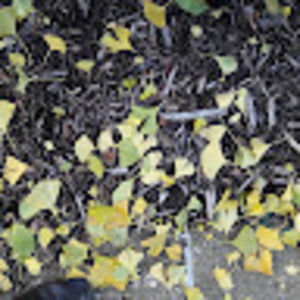 Meet your Posher, Barbara